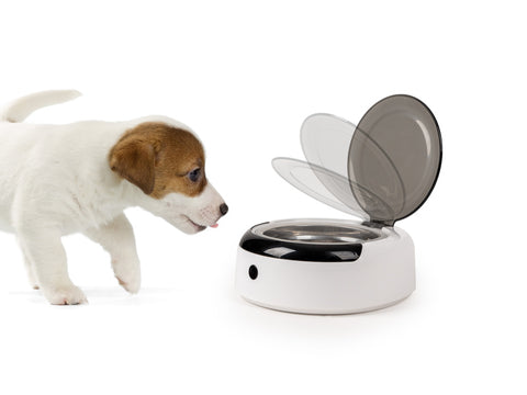 Gamelle pour chien Camp4 avec couvercle et capteur